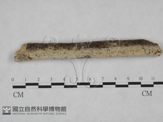 絲齒菌屬藏品圖，第4張