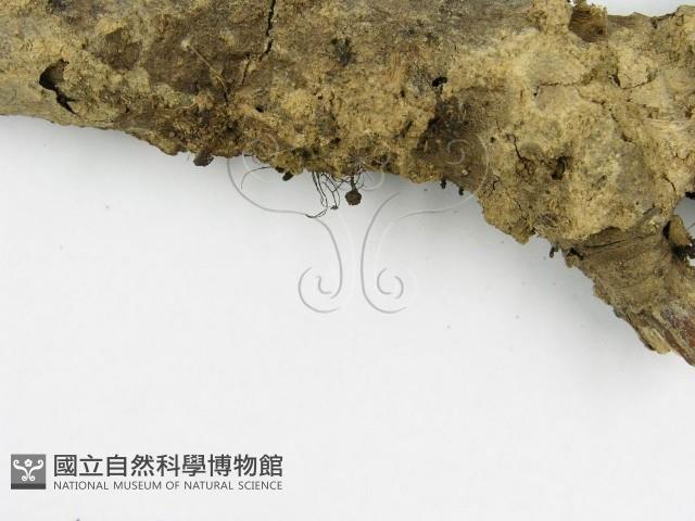 登錄號:F0013148藏品圖，第4張