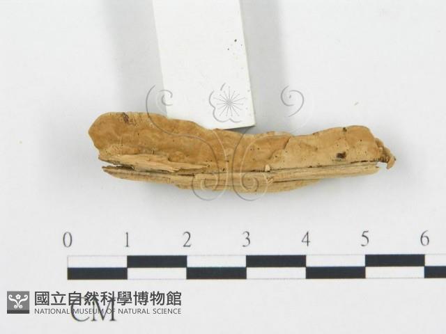 登錄號:F0006048藏品圖，第4張