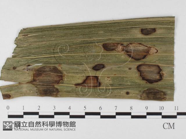 登錄號:F0026348藏品圖，第4張