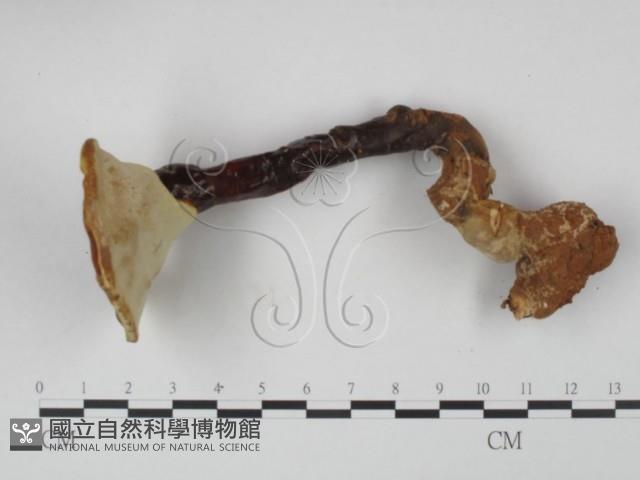 登錄號:F0021348藏品圖，第4張