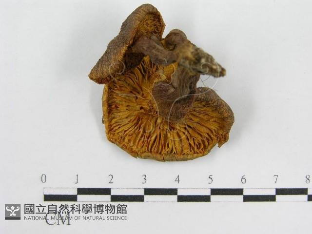登錄號:F0004348藏品圖，第4張