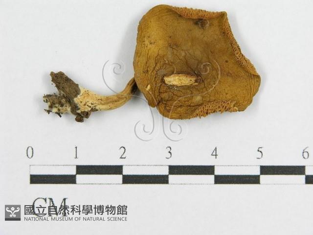 登錄號:F0002348藏品圖，第4張