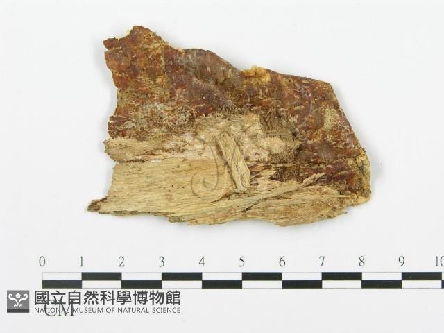 登錄號:F0017348藏品圖，第4張