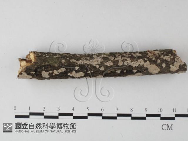 登錄號:F0025348藏品圖，第4張