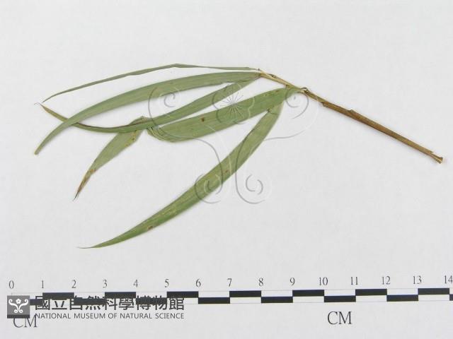 登錄號:F0019348藏品圖，第4張