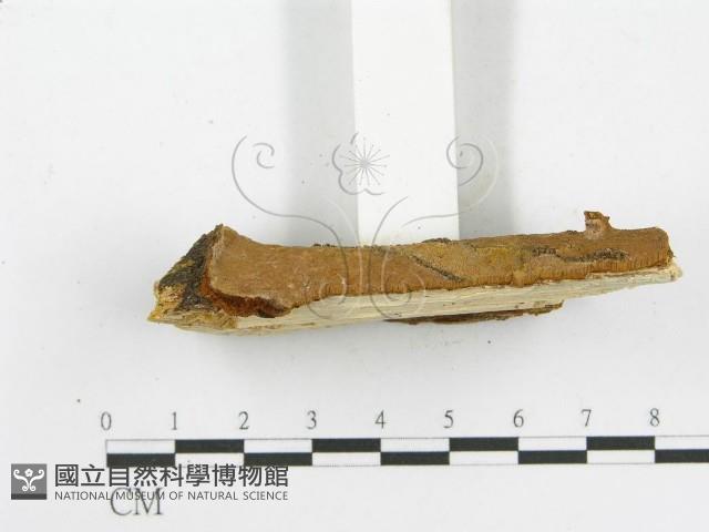 木層孔菌屬藏品圖，第4張