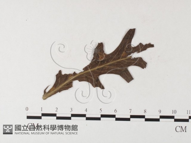 登錄號:F0026238藏品圖，第4張