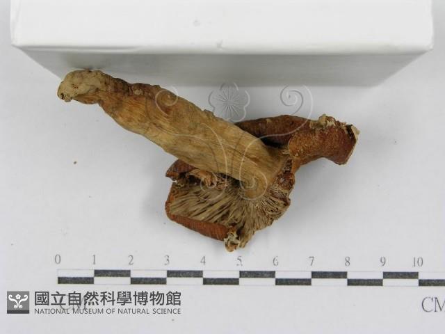 登錄號:F0011238藏品圖，第4張