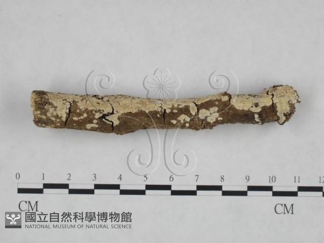 絲皮菌屬藏品圖，第4張