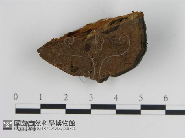 登錄號:F0018838藏品圖，第4張