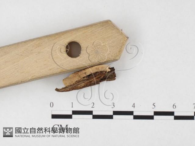 登錄號:F0026838藏品圖，第4張