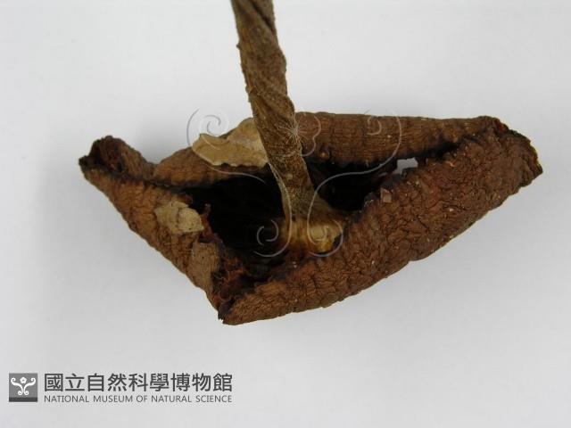 登錄號:F0004838藏品圖，第4張