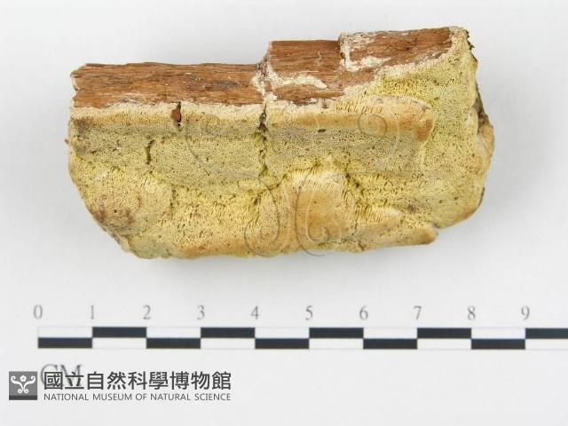登錄號:F0017638藏品圖，第4張