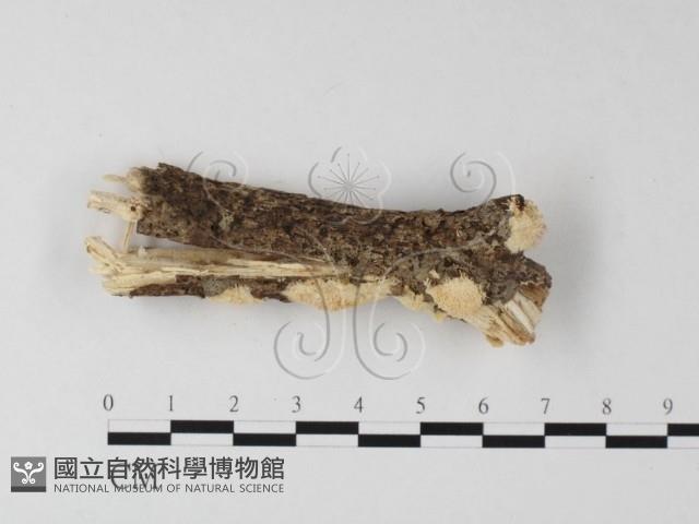 登錄號:F0025438藏品圖，第4張