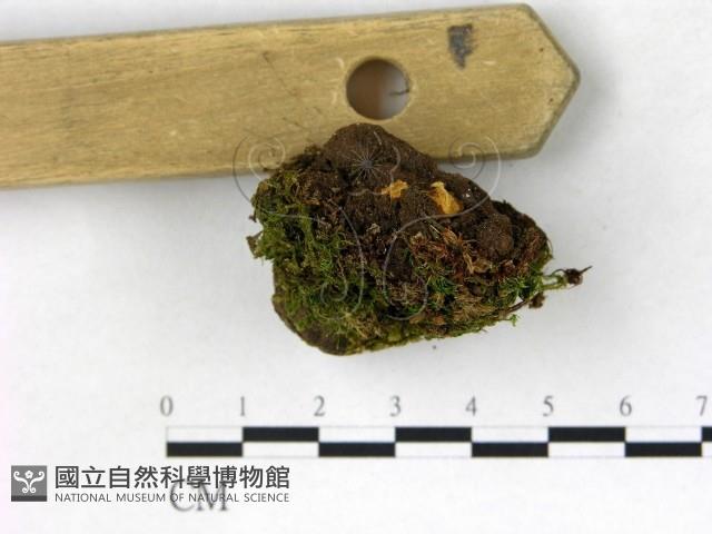 登錄號:F0022738藏品圖，第4張
