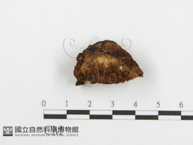 登錄號:F0005738藏品圖，第4張