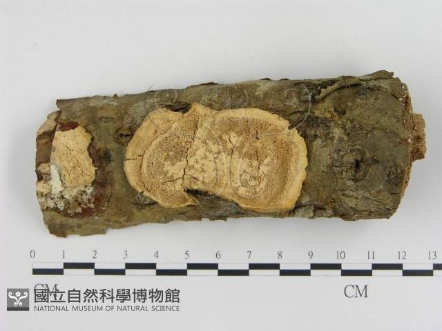 登錄號:F0015738藏品圖，第4張