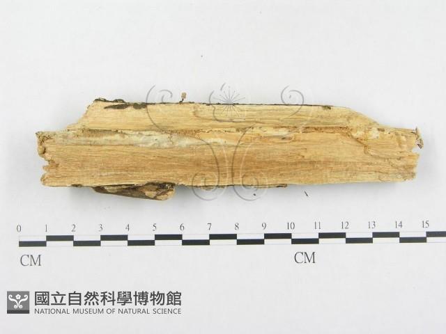 登錄號:F0002538藏品圖，第4張