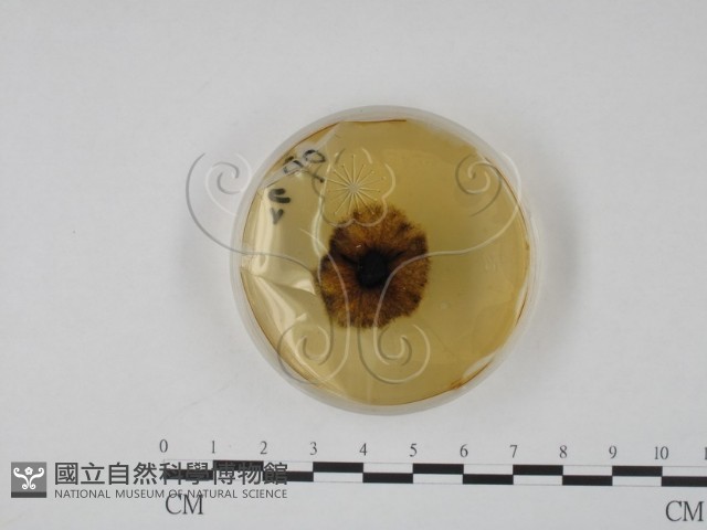 登錄號:F0022138藏品圖，第4張
