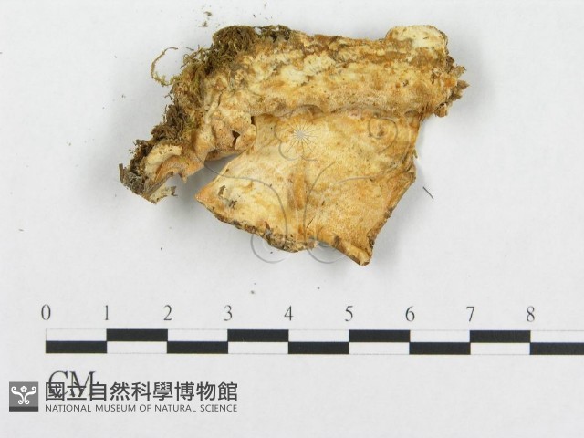 登錄號:F0007138藏品圖，第4張