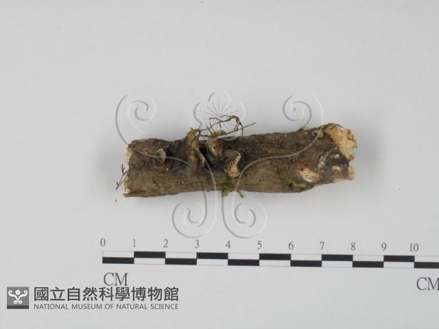 雲芝藏品圖，第4張