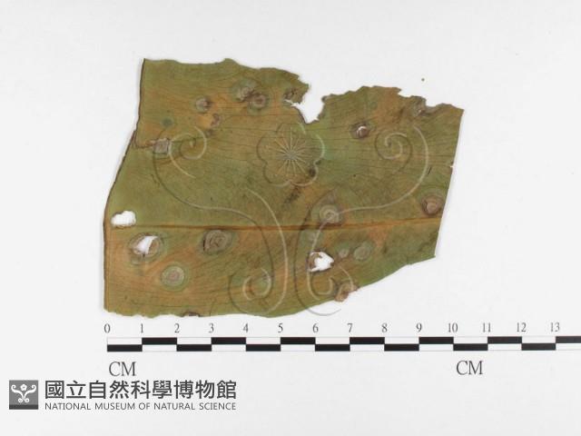 登錄號:F0026338藏品圖，第4張