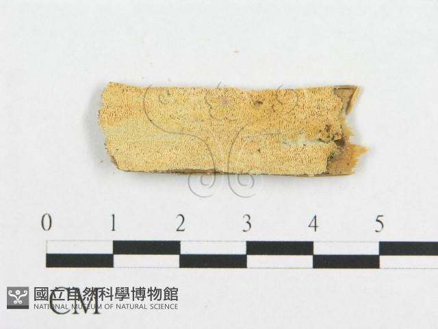 登錄號:F0017338藏品圖，第4張