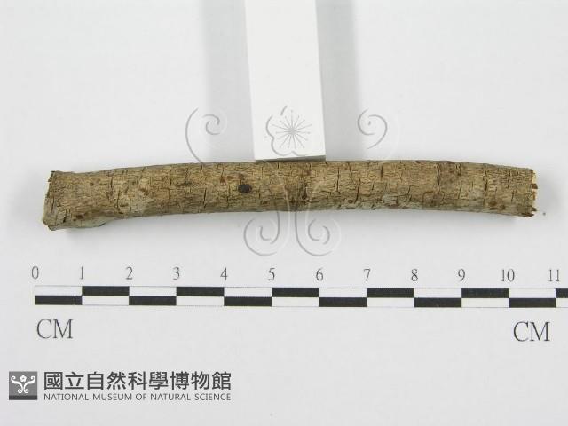 筍殼菌屬藏品圖，第4張