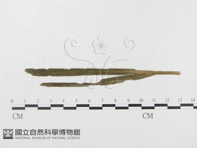 登錄號:F0019338藏品圖，第4張