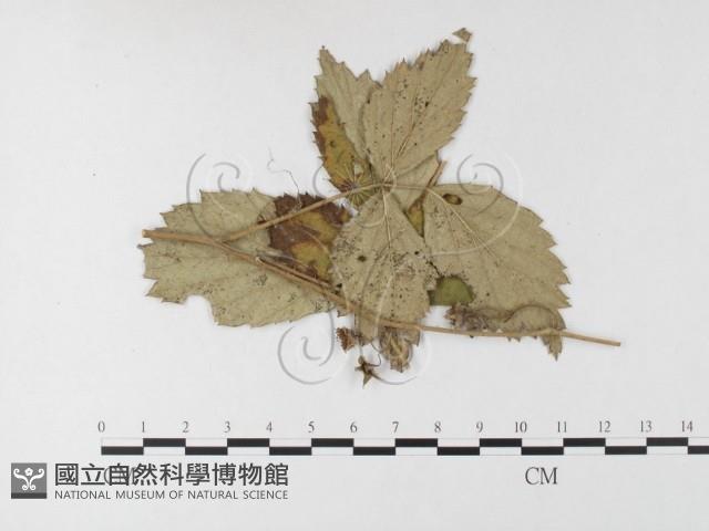登錄號:F0026278藏品圖，第4張