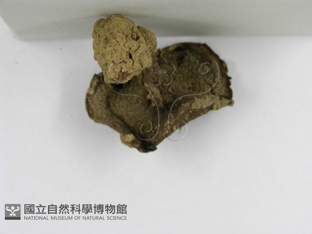 登錄號:F0002278藏品圖，第4張