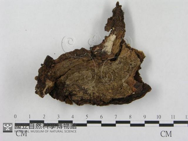 登錄號:F0017278藏品圖，第4張