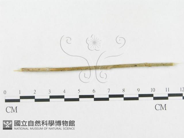 登錄號:F0019278藏品圖，第4張