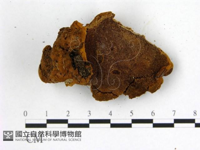 登錄號:F0018878藏品圖，第4張