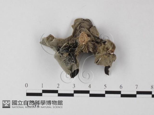 毛木耳藏品圖，第4張