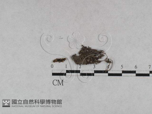 登錄號:F0027878藏品圖，第4張