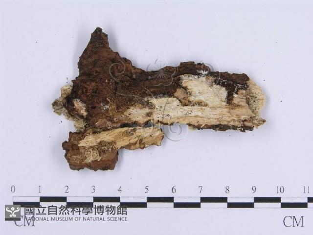 登錄號:F0017878藏品圖，第4張