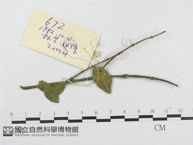登錄號:F0018978藏品圖，第4張