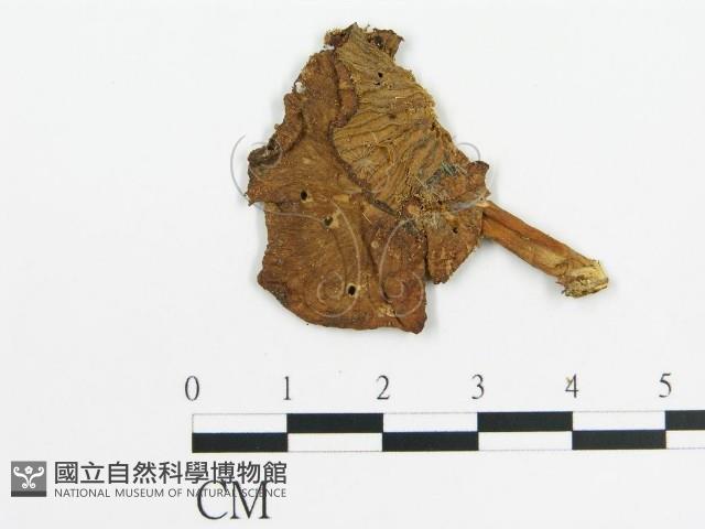 登錄號:F0011978藏品圖，第4張