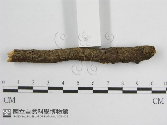 微皮傘屬藏品圖，第4張