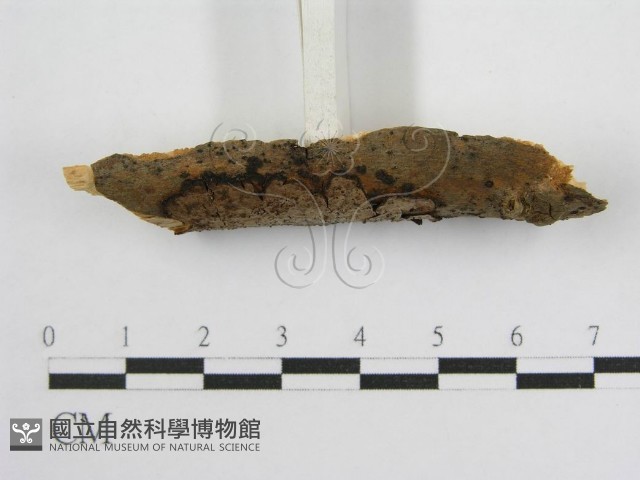 登錄號:F0016678藏品圖，第4張