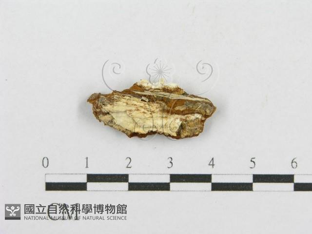 木層孔菌屬藏品圖，第4張