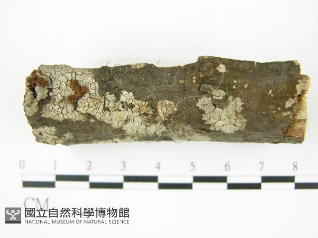 登錄號:F0010478藏品圖，第4張