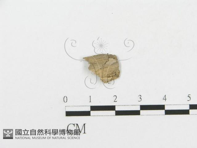 登錄號:F0017478藏品圖，第4張