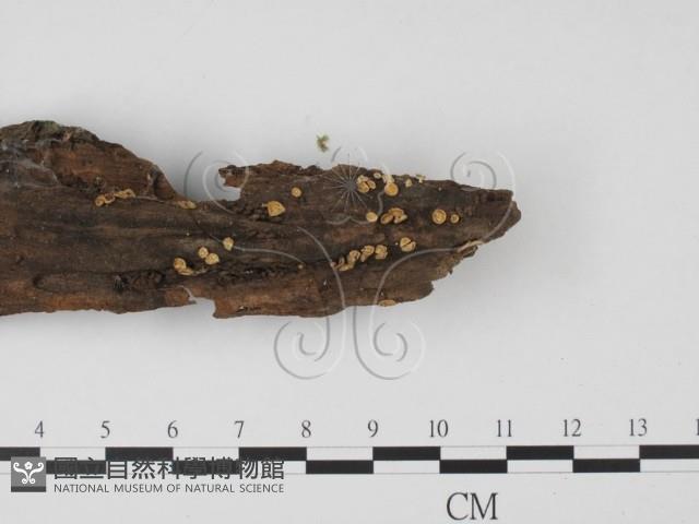 登錄號:F0000778藏品圖，第4張