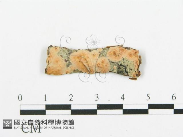 登錄號:F0016778藏品圖，第4張