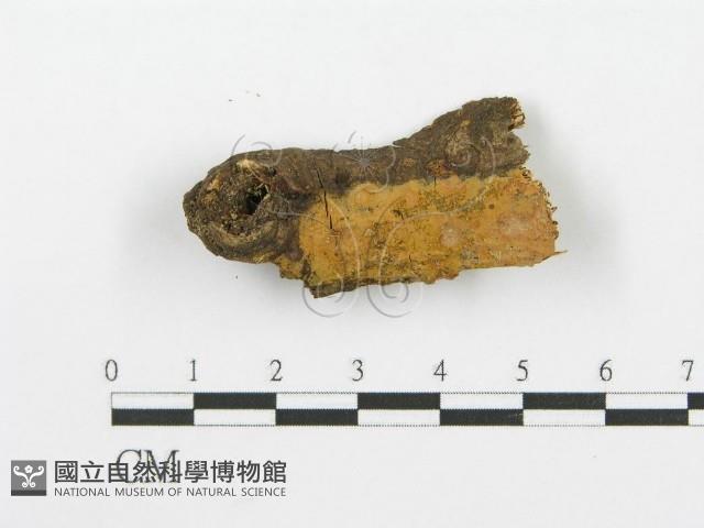 登錄號:F0002778藏品圖，第4張