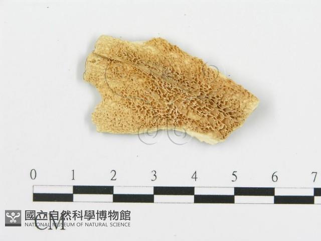 登錄號:F0019778藏品圖，第4張