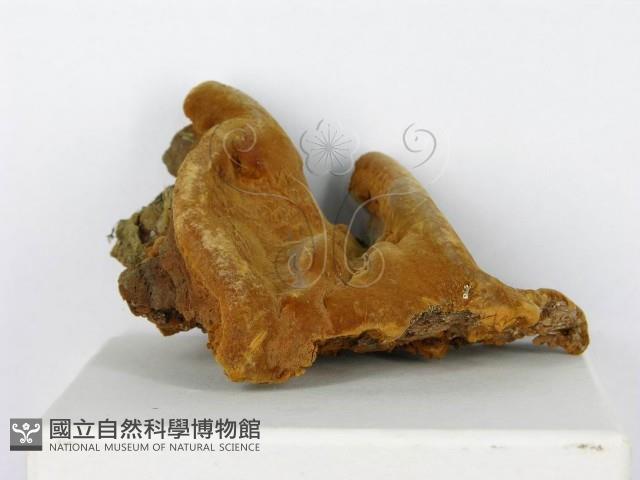 登錄號:F0012578藏品圖，第4張